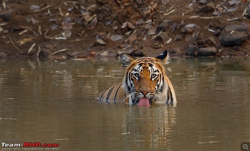 Leopards from Bera & Tigers from Tadoba : A Photologue-_dsm5736.jpg