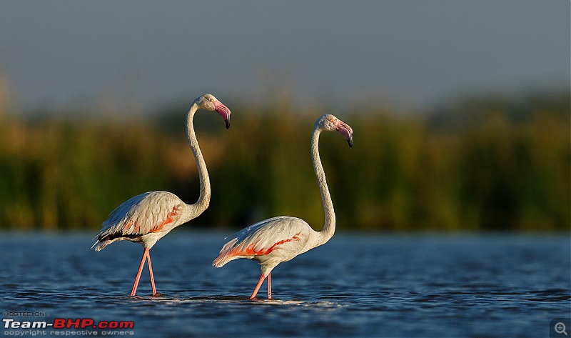 The Little Rann of Kutch-Gujarat is everything but little: Photologue-_dsm3878v1hct.jpg