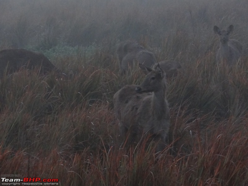 Kaziranga - The pride of Assam-dsc02802.jpg