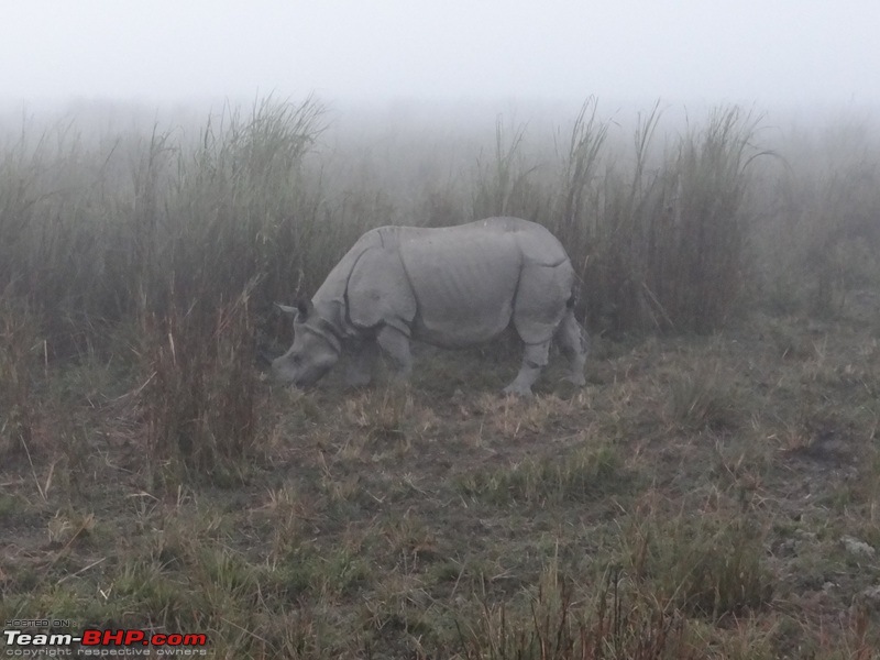 Kaziranga - The pride of Assam-dsc02816.jpg