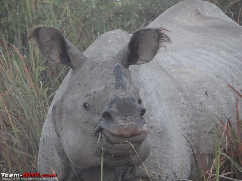 Kaziranga - The pride of Assam-dsc02847.jpg