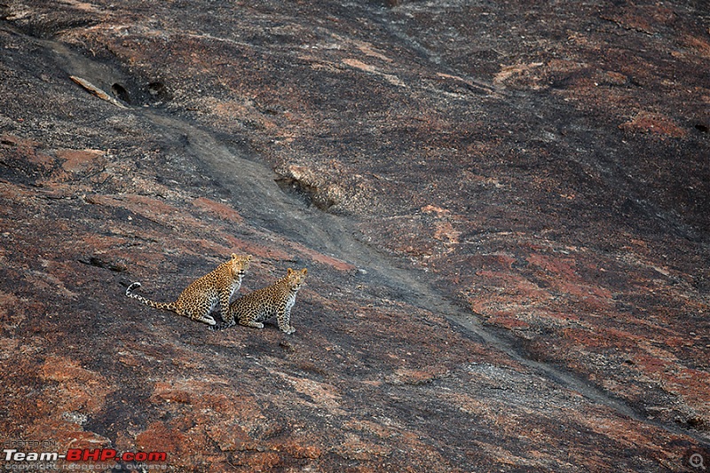 Leopards from Bera & Tigers from Tadoba : A Photologue-_dsm5218.jpg