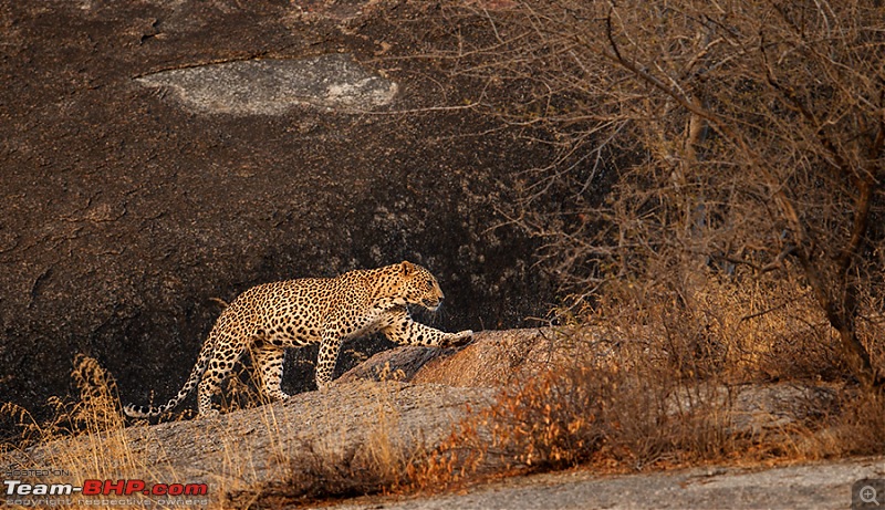 Leopards from Bera & Tigers from Tadoba : A Photologue-_m1d5572.jpg