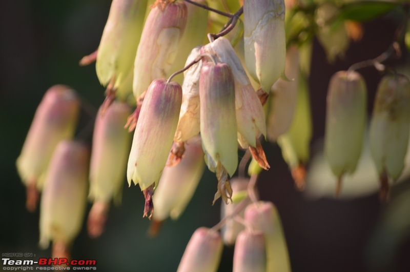 Photolog : A Sunday morning with Butterflies-03-dsc_0325.jpg