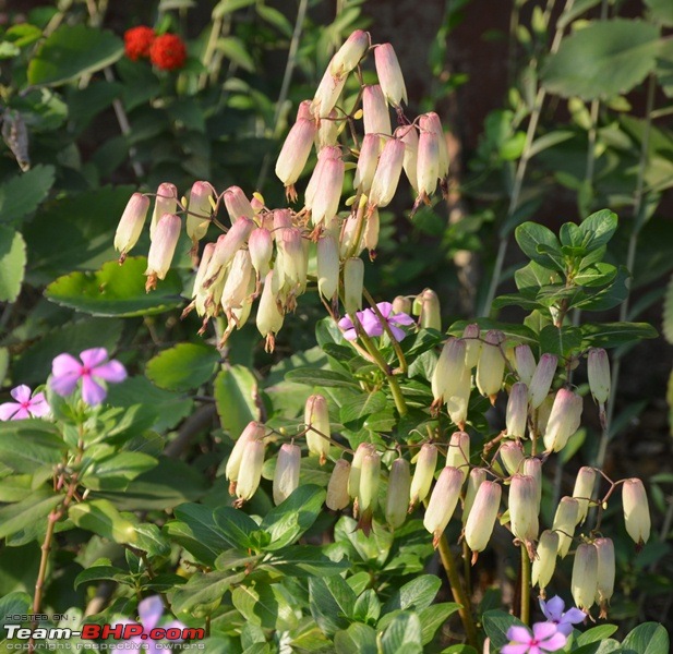 Photolog : A Sunday morning with Butterflies-20-dsc_0343.jpg