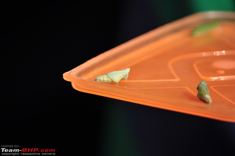 Photolog : A Sunday morning with Butterflies-30-dsc_1454.jpg