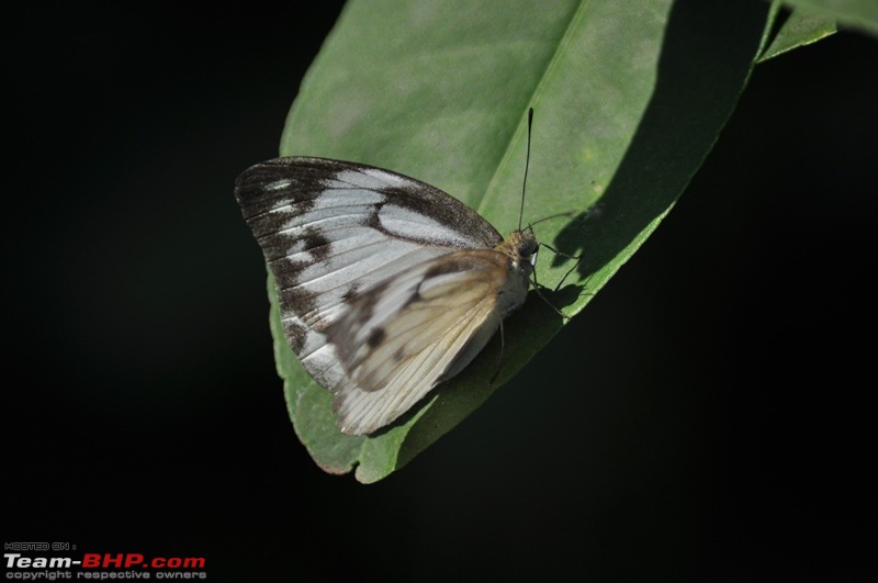 Photolog : A Sunday morning with Butterflies-43-dsc_1470.jpg