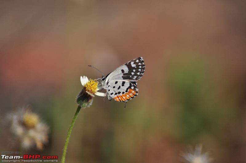 Photolog : A Sunday morning with Butterflies-45-dsc_1472.jpg