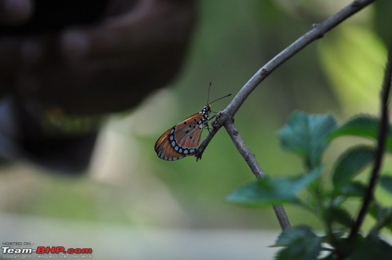 Photolog : A Sunday morning with Butterflies-49-dsc_1483.jpg