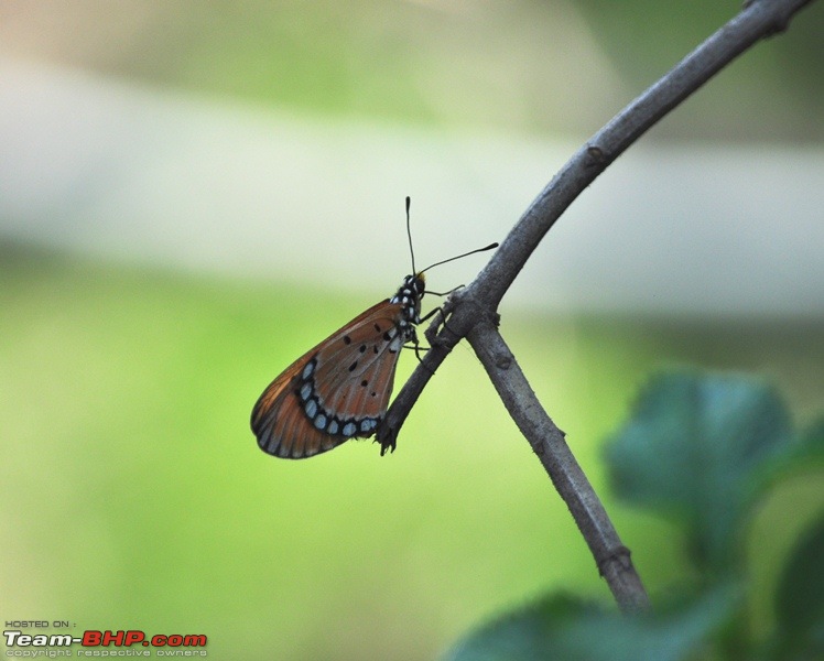 Photolog : A Sunday morning with Butterflies-50-dsc_1484.jpg