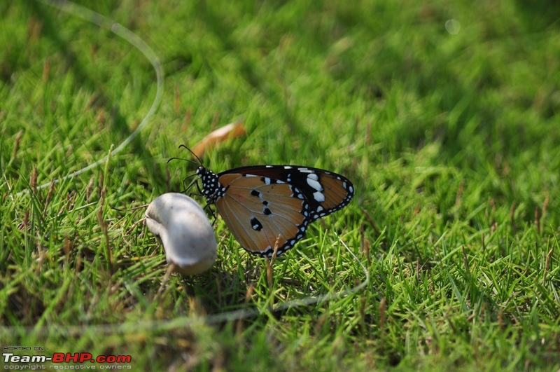 Photolog : A Sunday morning with Butterflies-52-dsc_1489.jpg