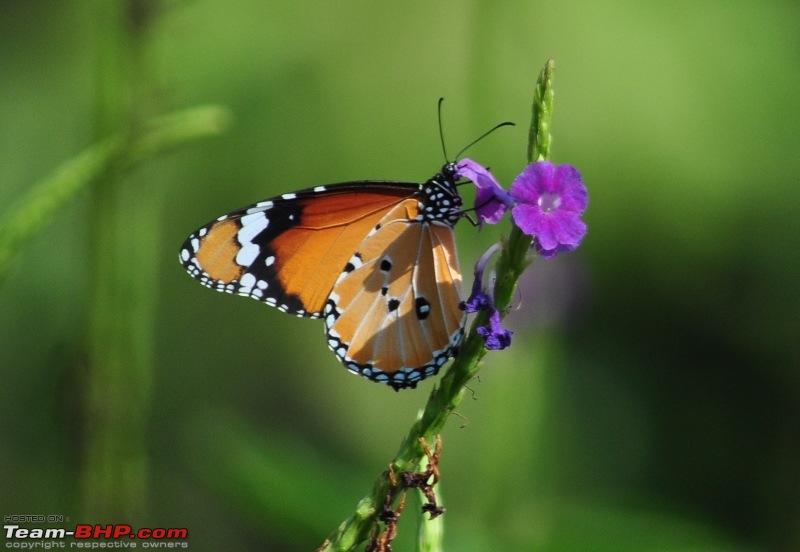 Photolog : A Sunday morning with Butterflies-54-dsc_1494.jpg