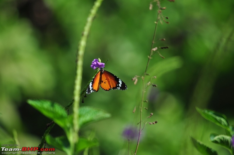 Photolog : A Sunday morning with Butterflies-55-dsc_1500.jpg