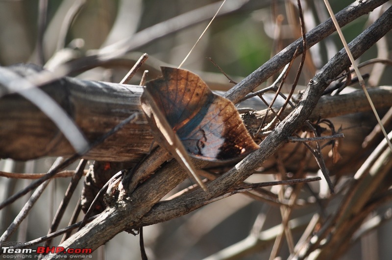 Photolog : A Sunday morning with Butterflies-66-dsc_1519.jpg