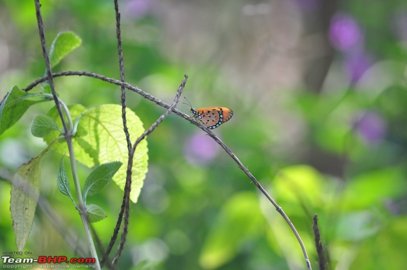 Photolog : A Sunday morning with Butterflies-74-dsc_1551.jpg