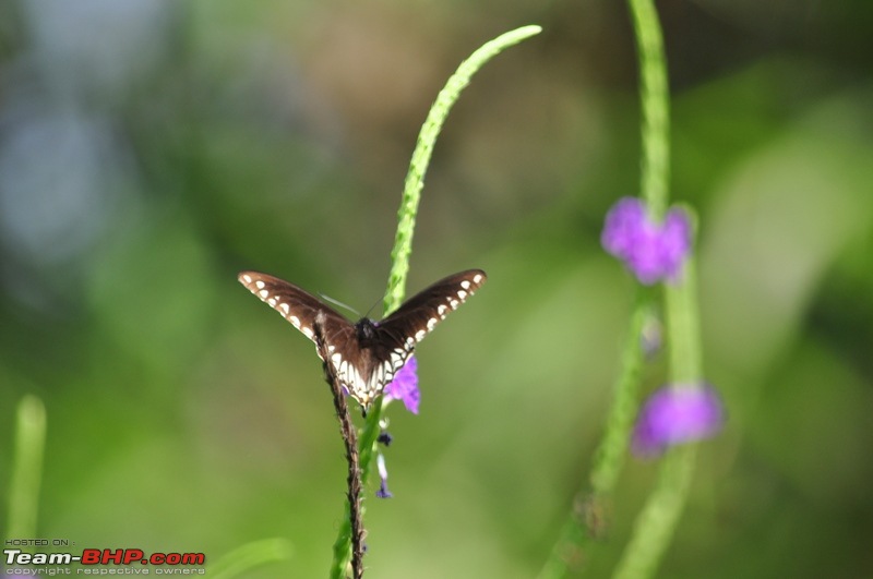 Photolog : A Sunday morning with Butterflies-75-dsc_1556.jpg