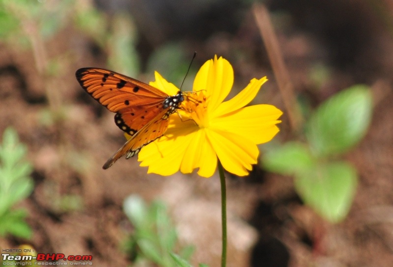 Photolog : A Sunday morning with Butterflies-77-dsc_1562.jpg