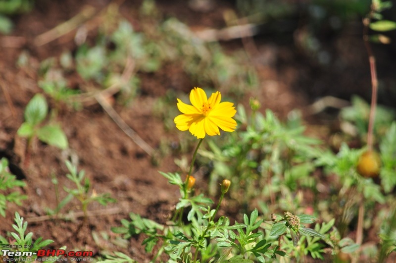 Photolog : A Sunday morning with Butterflies-79-dsc_1569.jpg