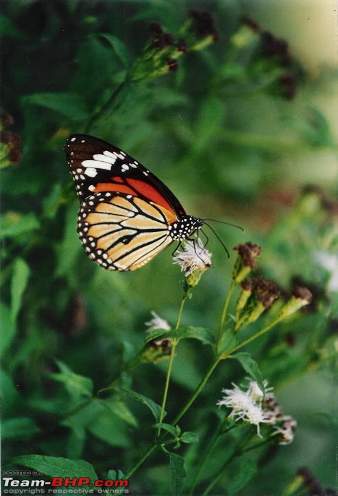 Photolog : A Sunday morning with Butterflies-200206-0304.jpg