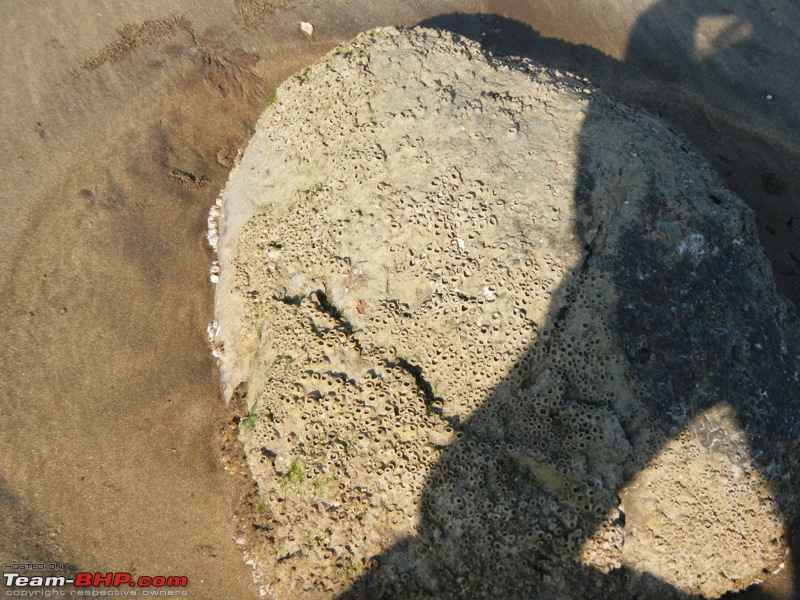 Going solo at 5 kmph - Mumbai to Goa in an inflatable kayak!-barnacles.jpg