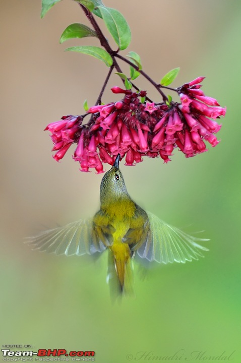 Mystical Borong - A Birder's Paradise-raw-58-jan-dsc_8967.jpg