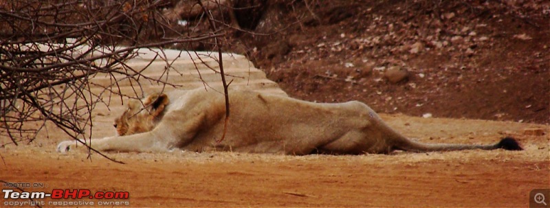 Hawk-On-Fours (H-4) Roadtrip: Reminiscences of Gir Forest-dsc08174ed.jpg