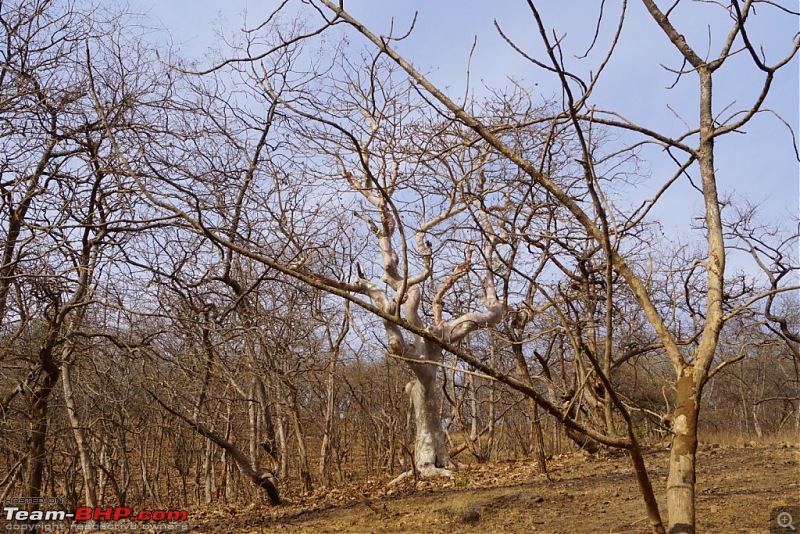 Hawk-On-Fours (H-4) Roadtrip: Reminiscences of Gir Forest-noundergrowth.jpg