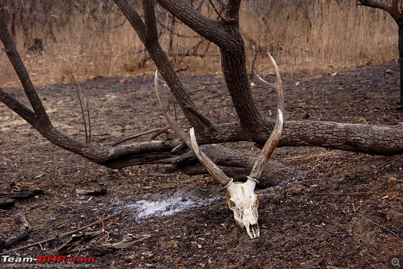 Hawk-On-Fours (H-4) Roadtrip: Reminiscences of Gir Forest-noundergrowthskull.jpg