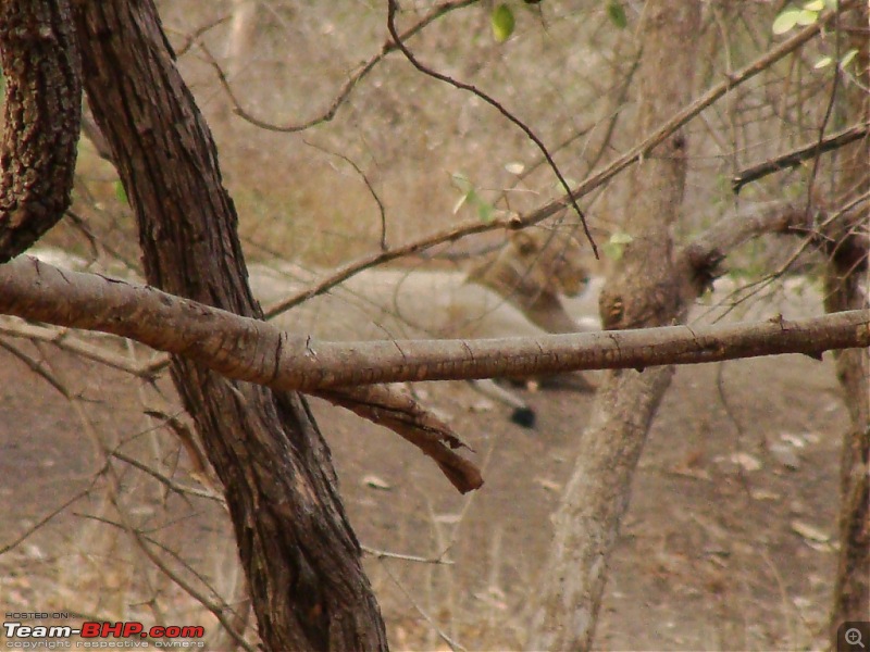 Hawk-On-Fours (H-4) Roadtrip: Reminiscences of Gir Forest-hiddenlioness.jpg