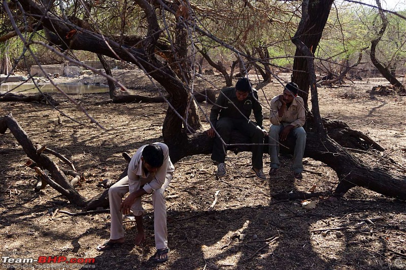 Hawk-On-Fours (H-4) Roadtrip: Reminiscences of Gir Forest-dsc04189k300.jpg