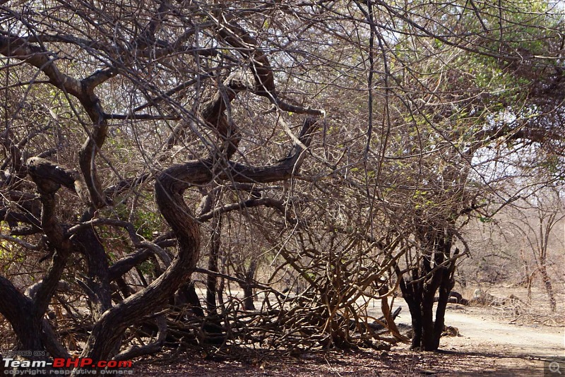 Hawk-On-Fours (H-4) Roadtrip: Reminiscences of Gir Forest-dsc04188k300.jpg