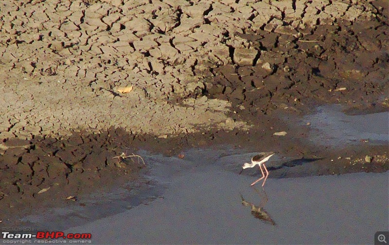 Hawk-On-Fours (H-4) Roadtrip: Reminiscences of Gir Forest-kamleshwar-13k300.jpg