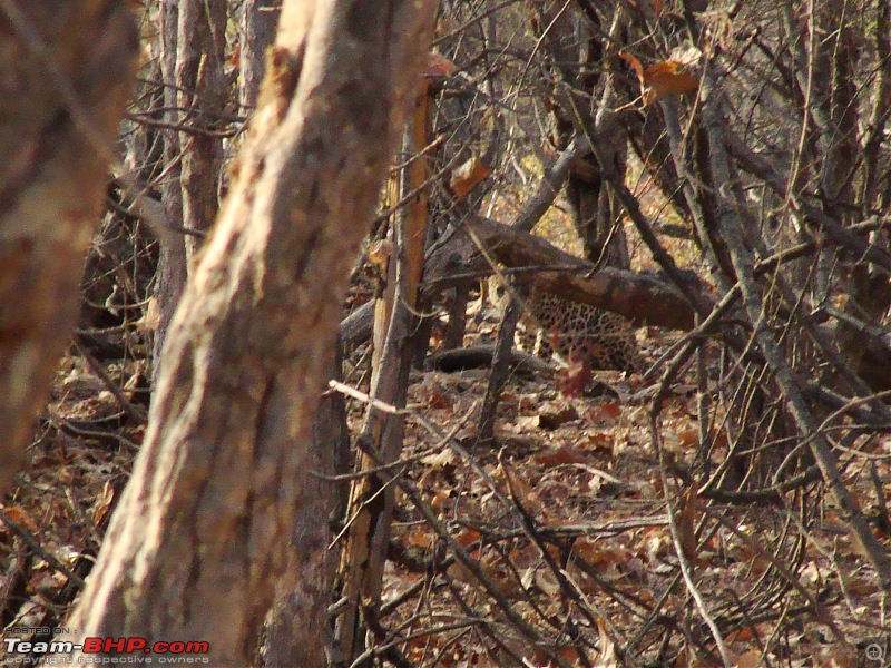 Hawk-On-Fours (H-4) Roadtrip: Reminiscences of Gir Forest-leopard-1k300.jpg