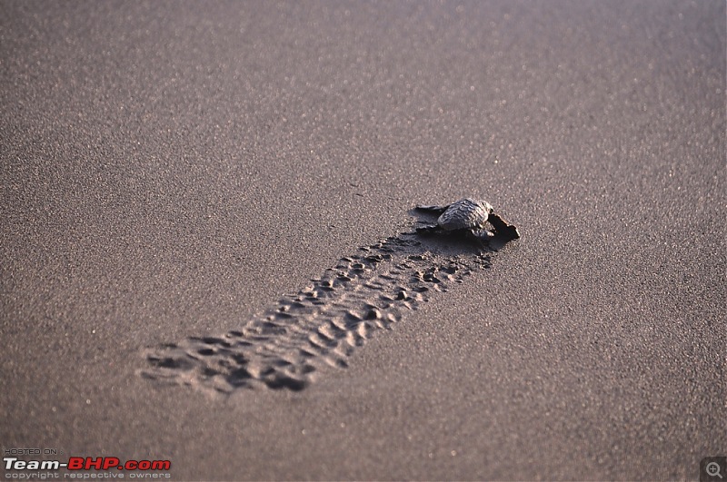 Reliving the innocence at a rustic Konkan village (Velas turtle festival)-117-dsc_1985.jpg