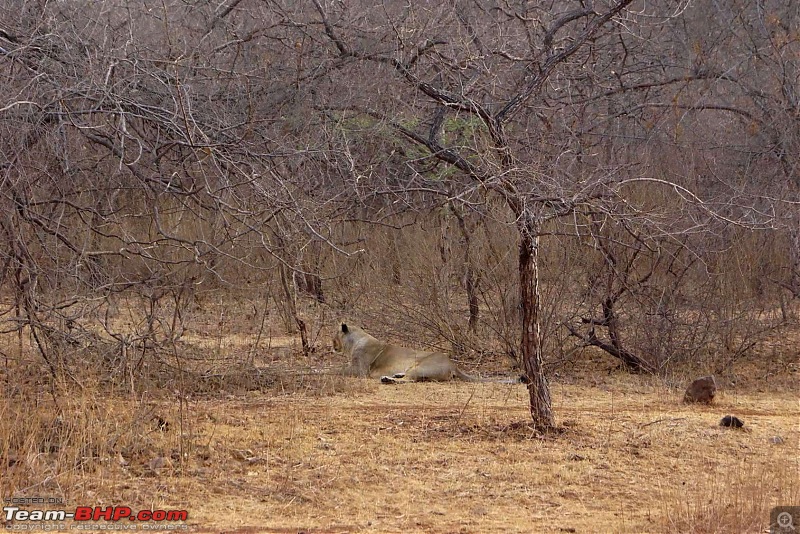 Hawk-On-Fours (H-4) Roadtrip: Reminiscences of Gir Forest-2.jpg