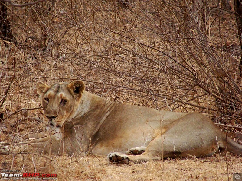 Hawk-On-Fours (H-4) Roadtrip: Reminiscences of Gir Forest-6.6.jpg