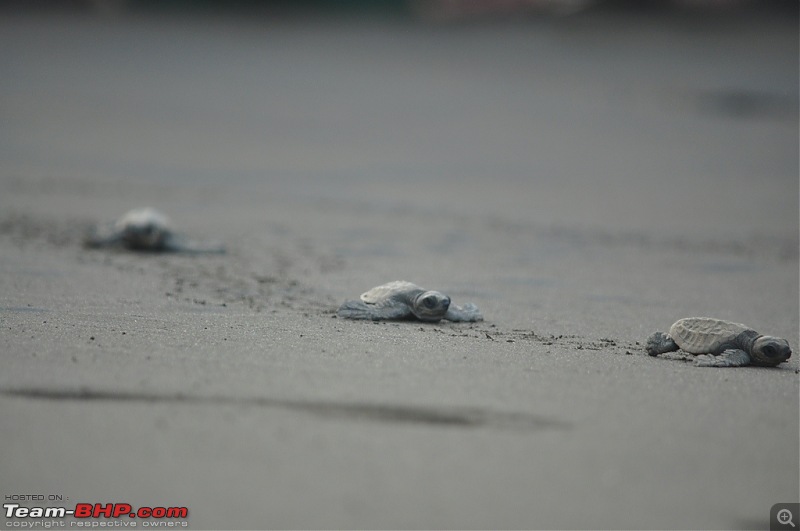 Reliving the innocence at a rustic Konkan village (Velas turtle festival)-016-dsc_2085.jpg