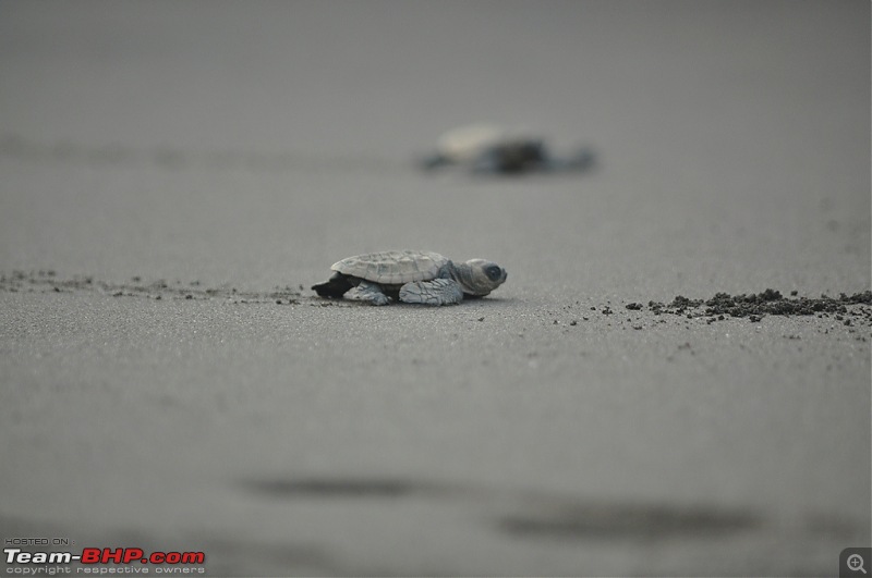 Reliving the innocence at a rustic Konkan village (Velas turtle festival)-017-dsc_2089.jpg