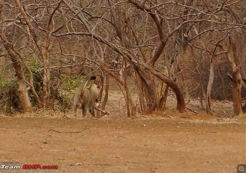 Hawk-On-Fours (H-4) Roadtrip: Reminiscences of Gir Forest-feed-0k300.jpg