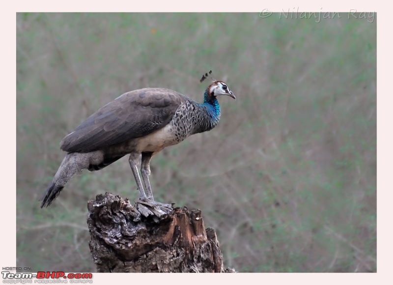 Exploring the Great Indian Outdoors-peahen.jpeg