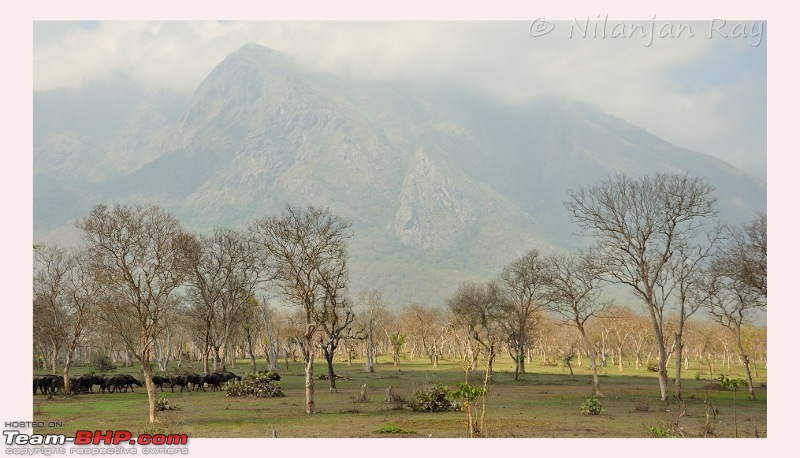 Exploring the Great Indian Outdoors-buffalo.jpeg