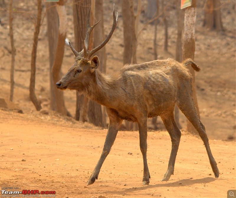 The Fortuner Posse rides again - Into the Jungle!-a0deer.jpg