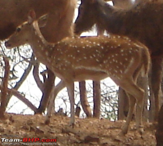 The Fortuner Posse rides again - Into the Jungle!-dsc01808.jpg