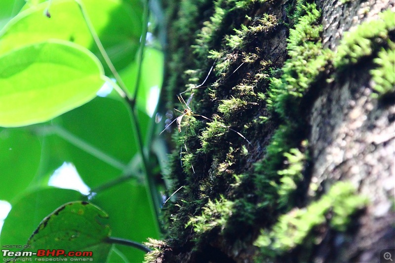 One more Wildlife Trip - Gavi, Thekkady-elephant-musquito.jpg