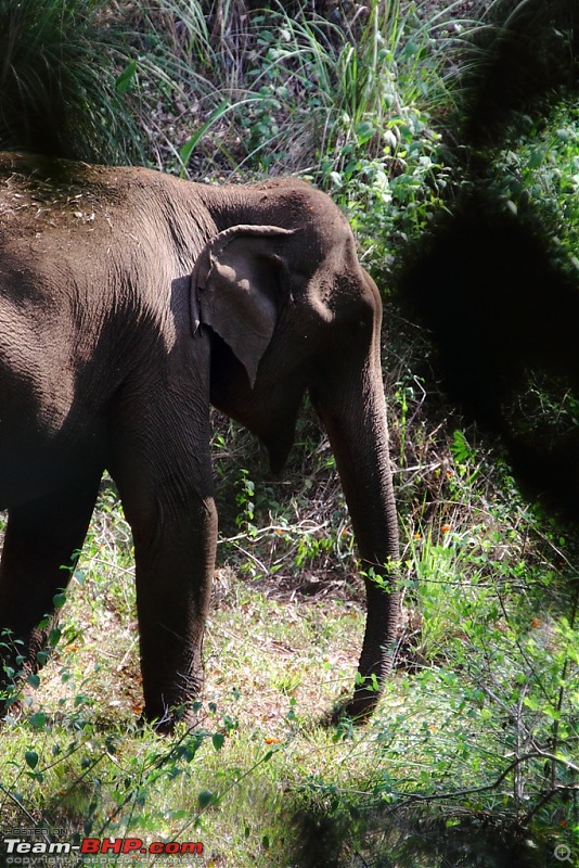 One more Wildlife Trip - Gavi, Thekkady-elephant2.jpg