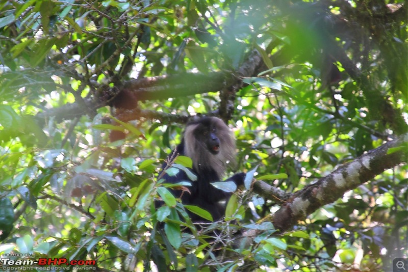 One more Wildlife Trip - Gavi, Thekkady-lion-tailed.jpg