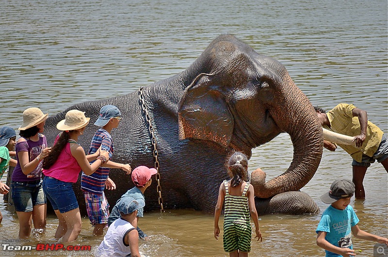 A journey to the Land of Coffee, Cardamom and Cauvery-elephant_bath.jpg