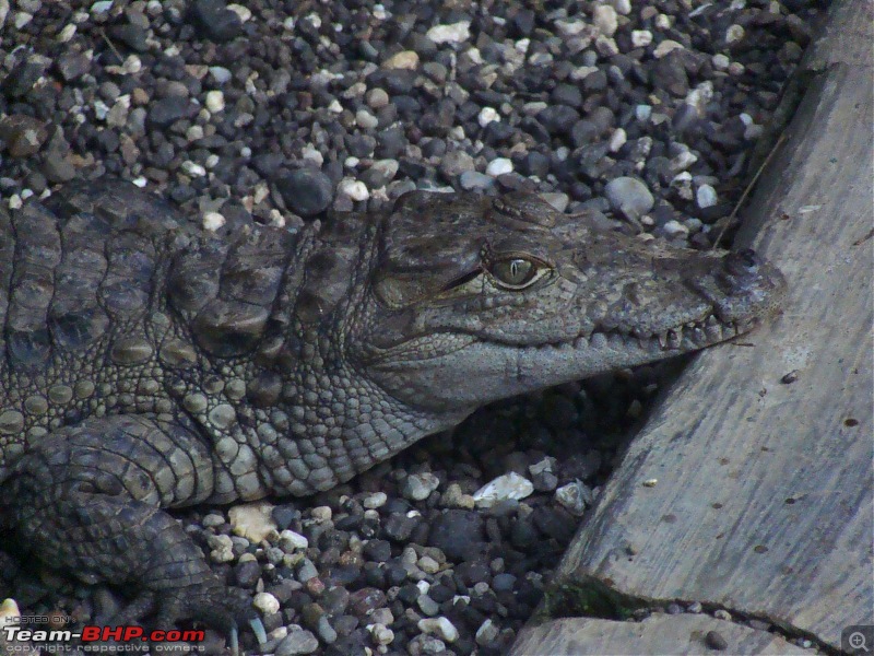 Hawk-On-Fours (H-4) Roadtrip: Reminiscences of Gir Forest-crocs-2.jpg