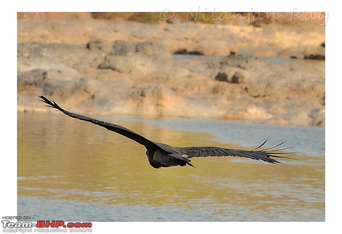 Quick dash to the jungles of Galibore...on the banks of Cauvery-eagle2.jpeg