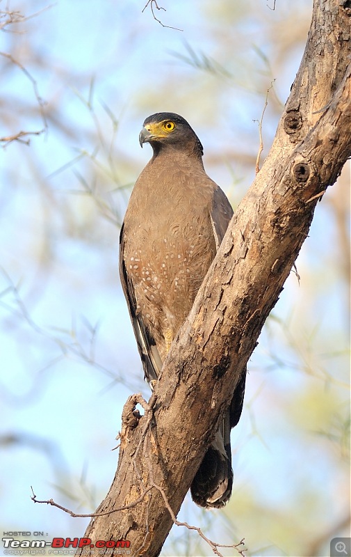 Tadoba in May 2013-dsc_0533_resize.jpg